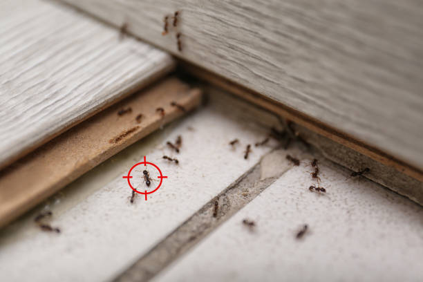 Trusted Omega, GA Pest Control Experts