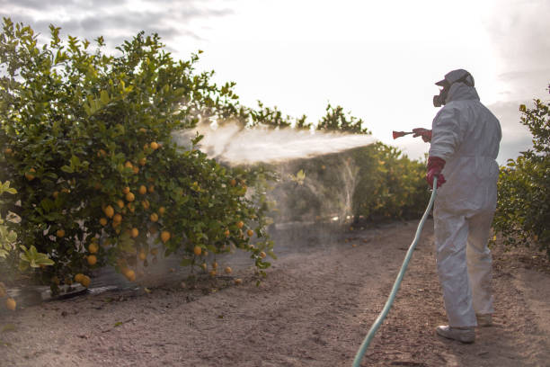 Best Wasp Removal Services  in Ome, GA