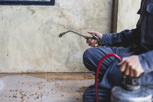 Best Rat Extermination Near Me  in Ome, GA